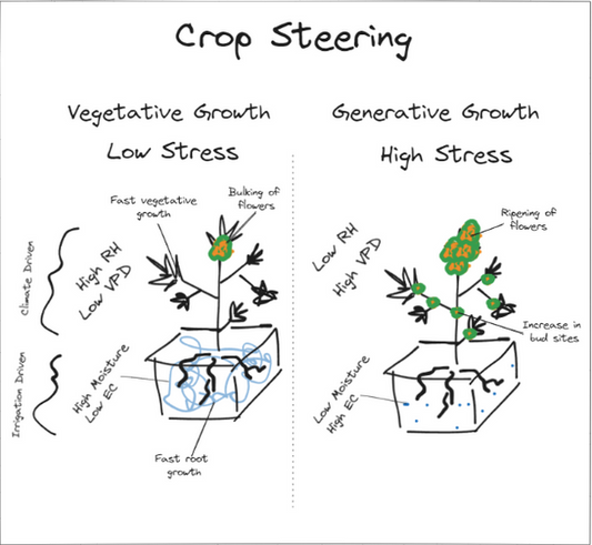 Mastering Crop Steering: Unlocking the Secrets of Optimal Cannabis Growth