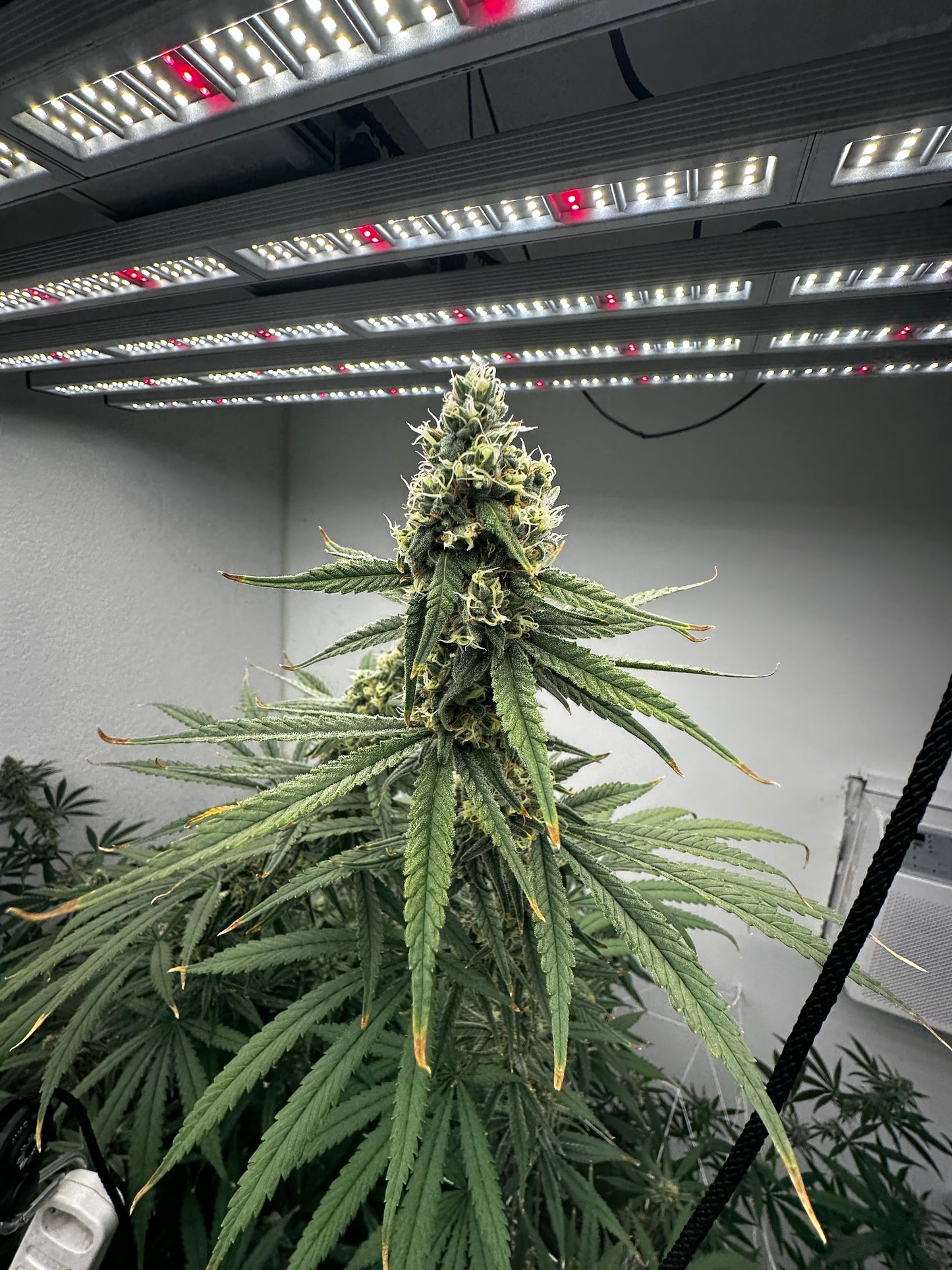 Chocolope x Max-Q - Seeds