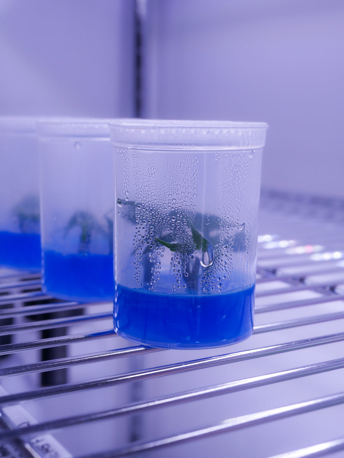 The Future of Cannabis Cultivation: Tissue Culture Techniques Explained