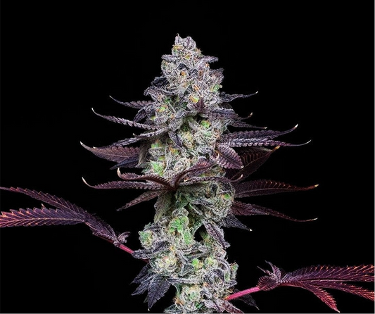 Wildcard x Max-Q - Seeds