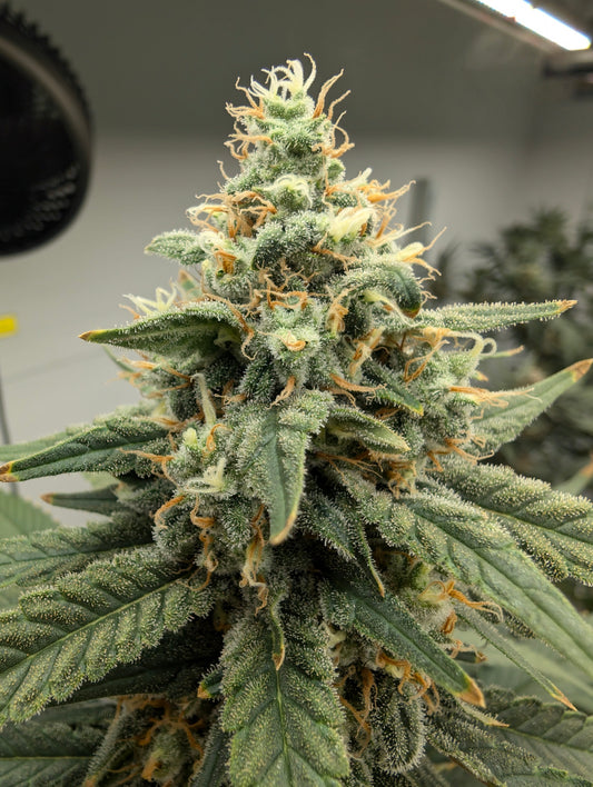 Amnesia x Max-Q - Seeds