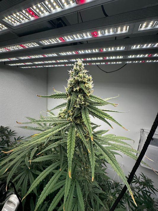 Chocolope x Max-Q - Seeds